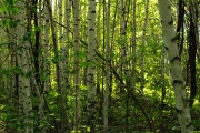 весенний лес - 4.jpg title=